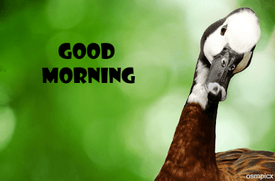 Good Morning HD Images with Birds Download - Wishes, Quotes, Greetings