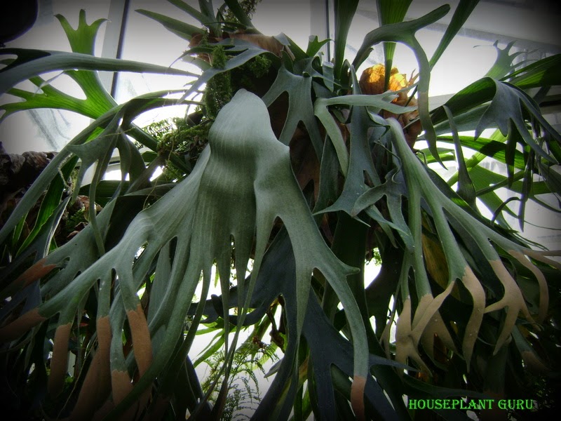 Houseplant Guru The Antlers on My Walls