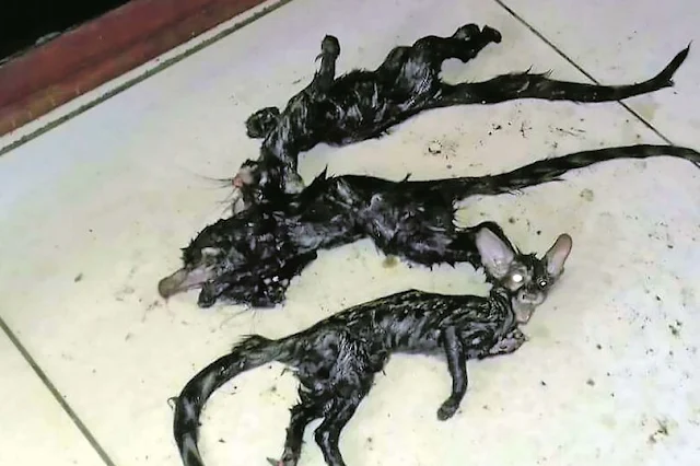 Weird cat-like creatures found behind cupboard in South Africa