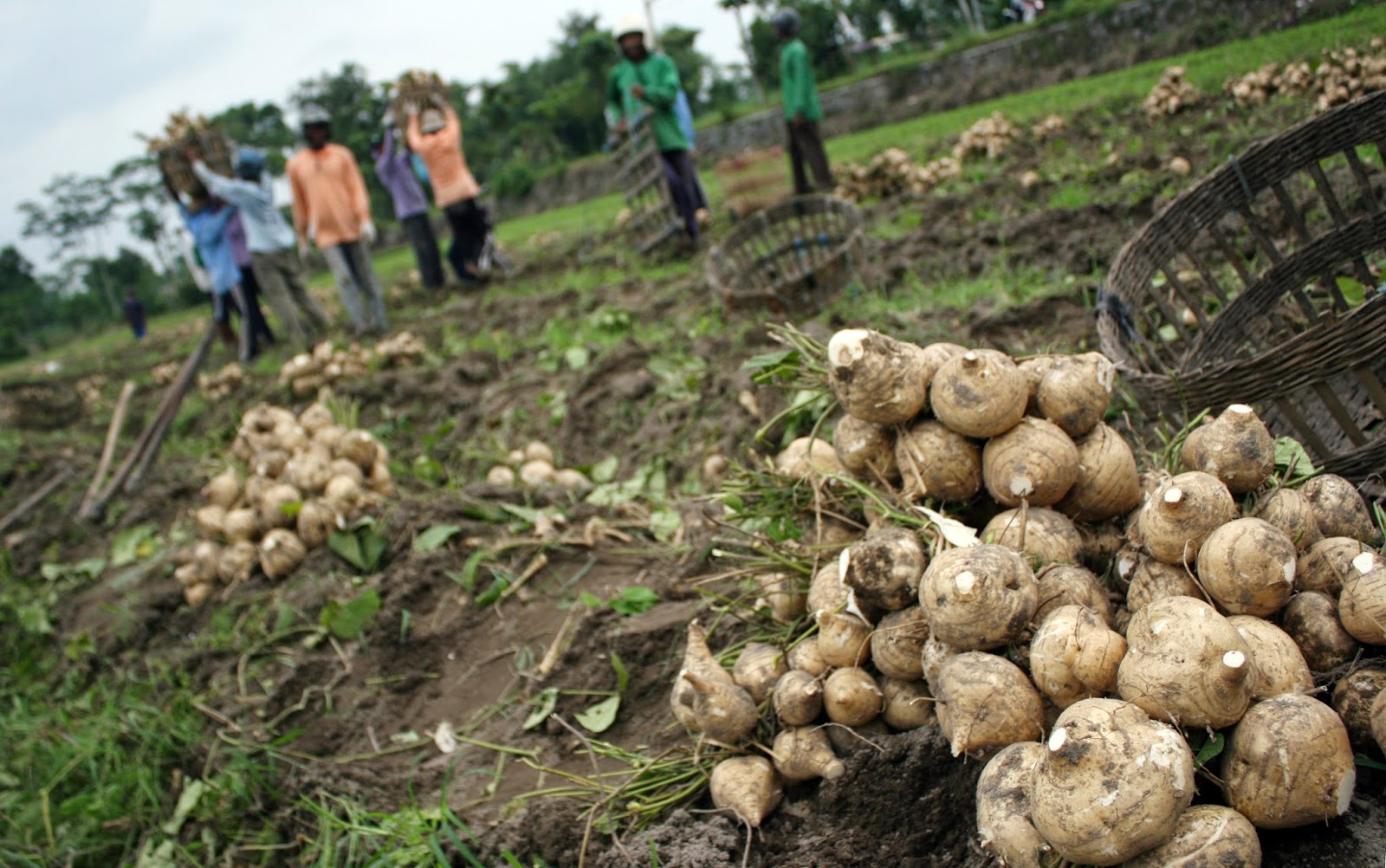 Heallth Benefits of Jícama (yam bean) for skin, Stop diarrhea, Treating burns and cancer