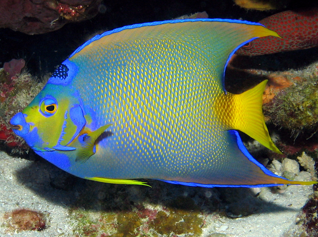 Queen Angelfish Facts And New Pictures | All Wildlife Photographs