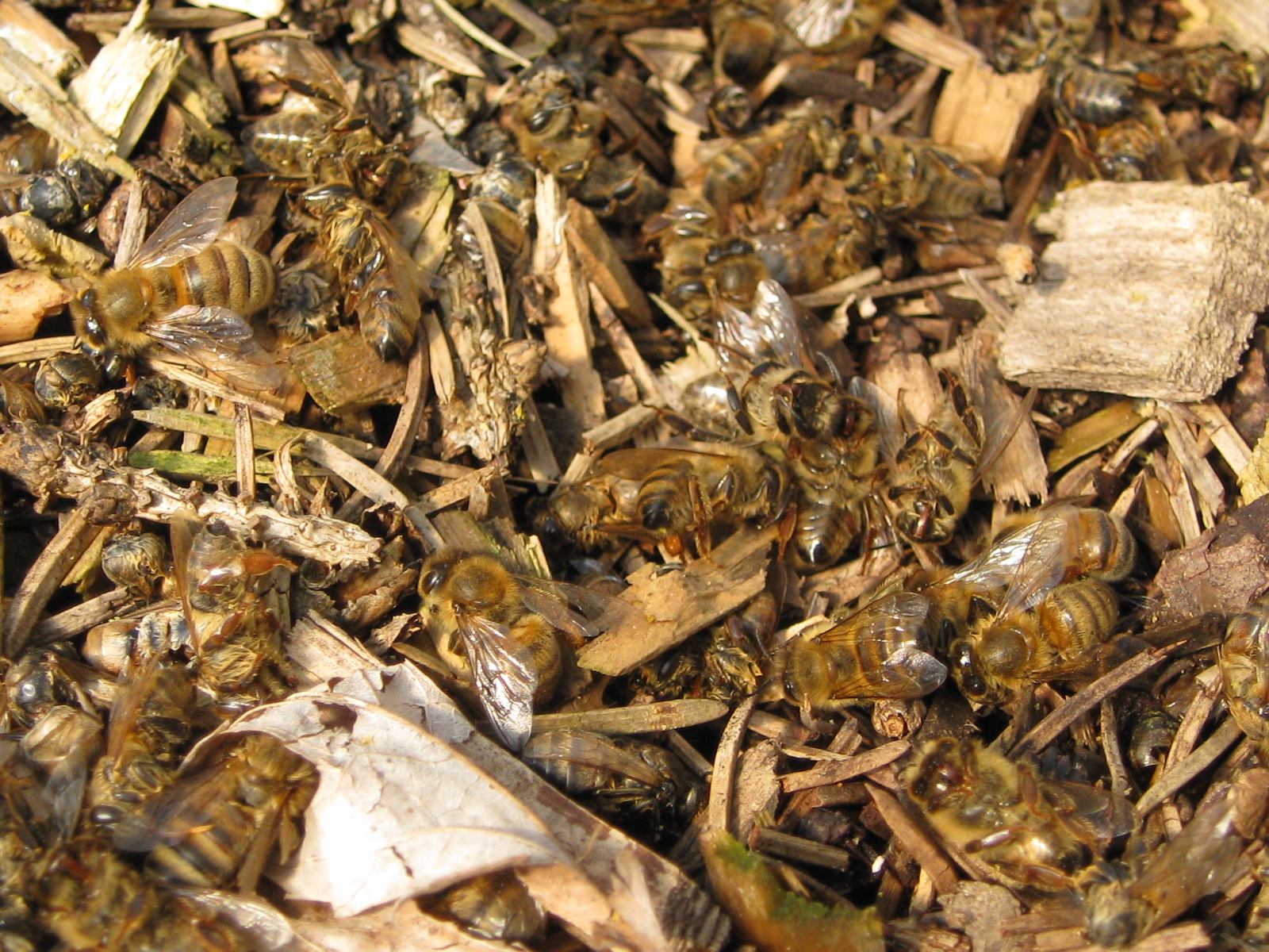 Red Bucket Farm Spring Hive Cleaning