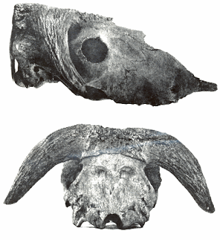 Bootherium skull