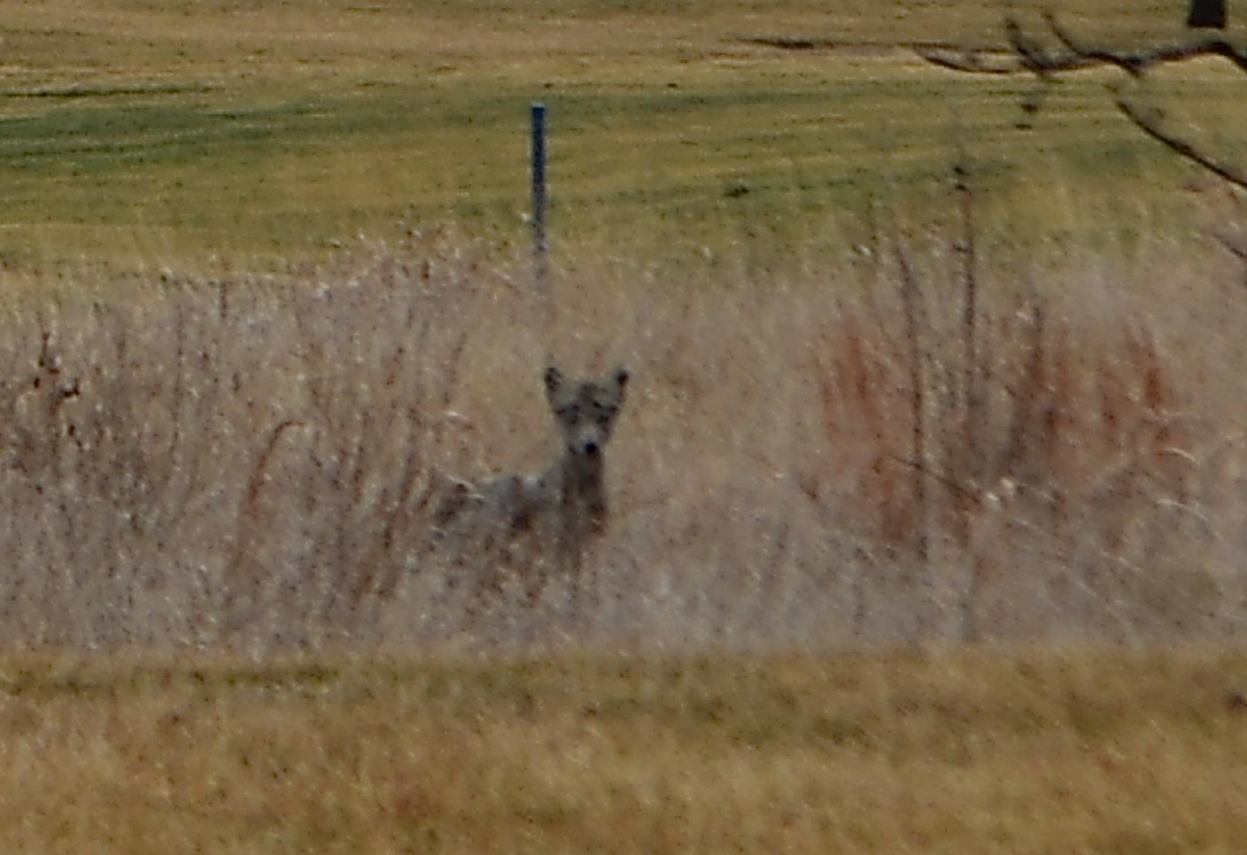 MSE Creative Consulting Blog Kansas Coyote