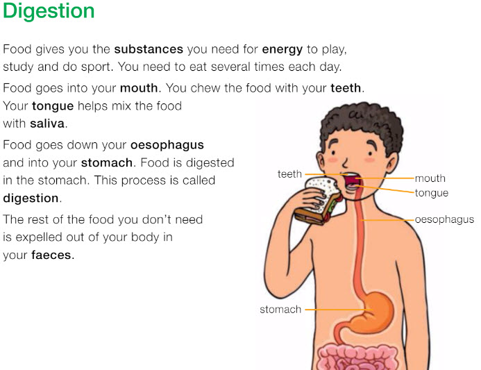 MY ENGLISH CORNER RESPIRATION AND DIGESTION