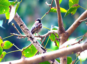 house sparrow, peepal tree, bird, bandra east, mumbai, india, 