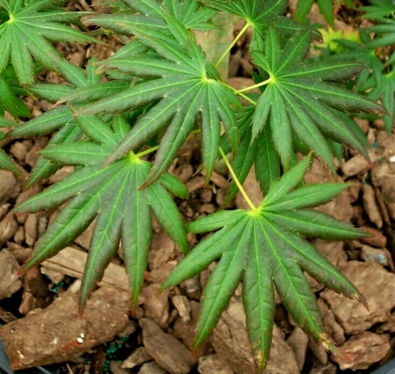 43+ Japanese House Plant Names, Popular Ideas!