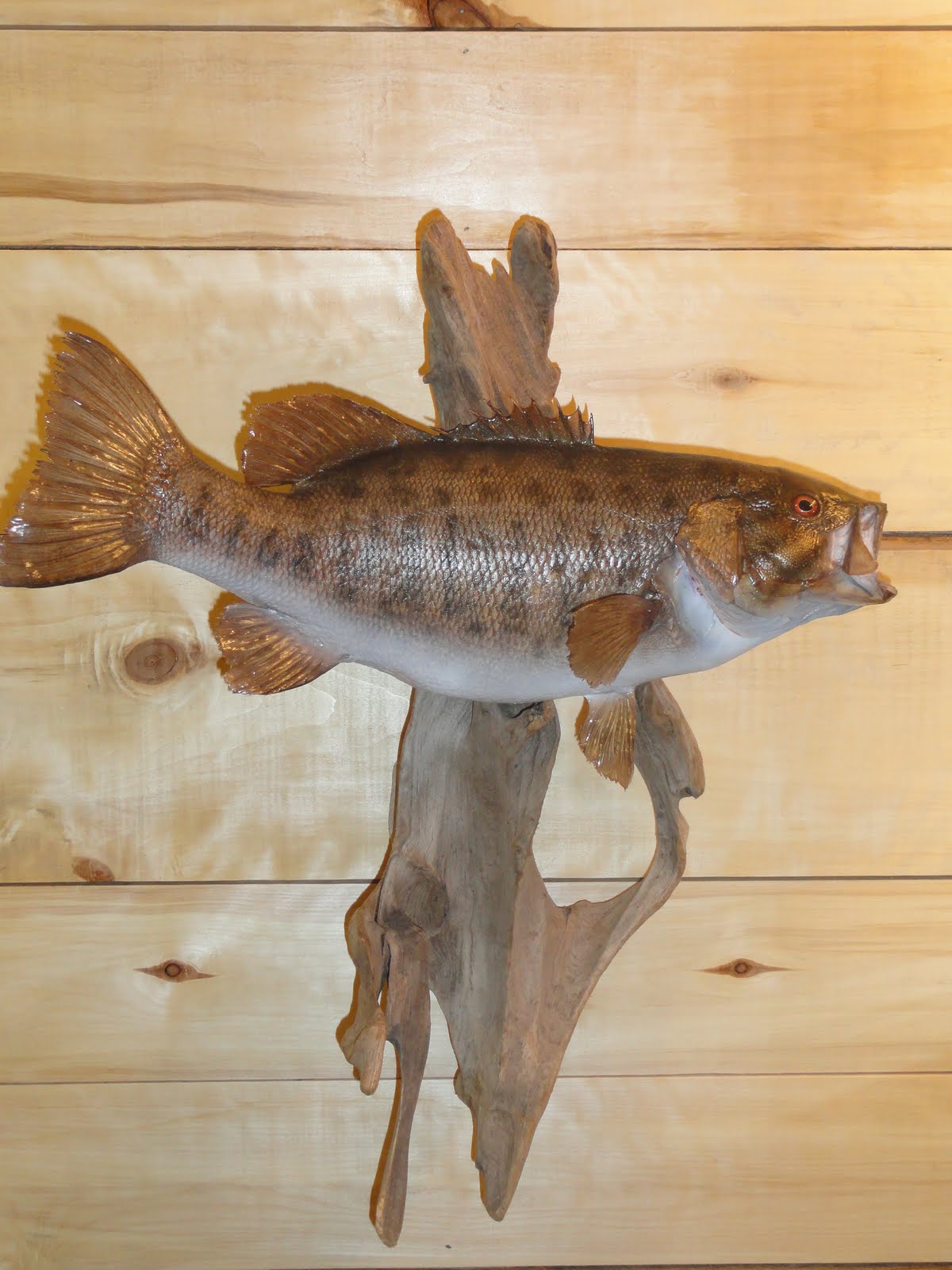 Silver Creek Taxidermy
