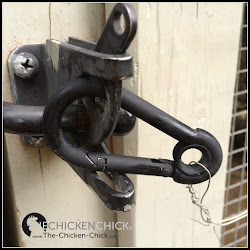 chicken lock coop door secure locks safety proofing chickens predator tips locking multiple misfortune steps chick unlatch recommended barrel hook