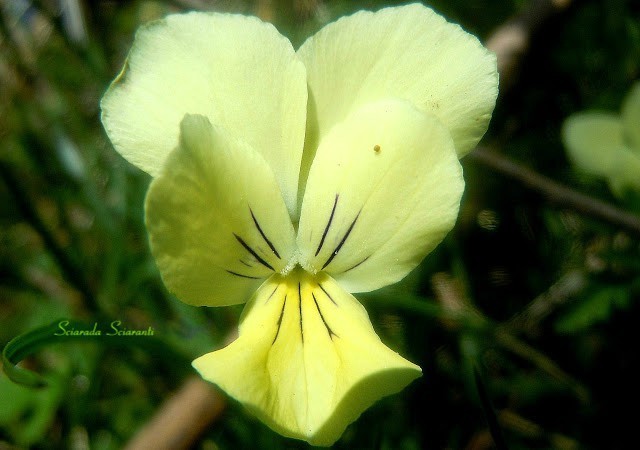 Viola del pensiero gialla