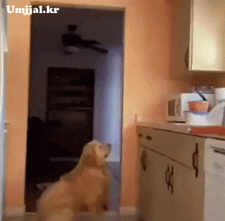 umjjal_kr_235.gif