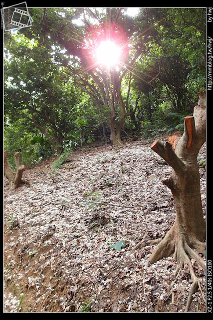 2013-04-22 彰化縣 賞油桐花 景點 德興社區 福田生態園區 員林藤山步道