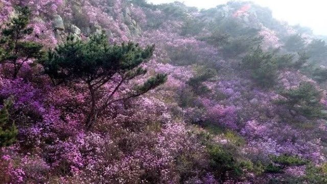 Pemandangan Menakjubkan Muncul di China Usai Corona Mereda Pemandangan Menakjubkan Muncul di China Usai Corona Mereda