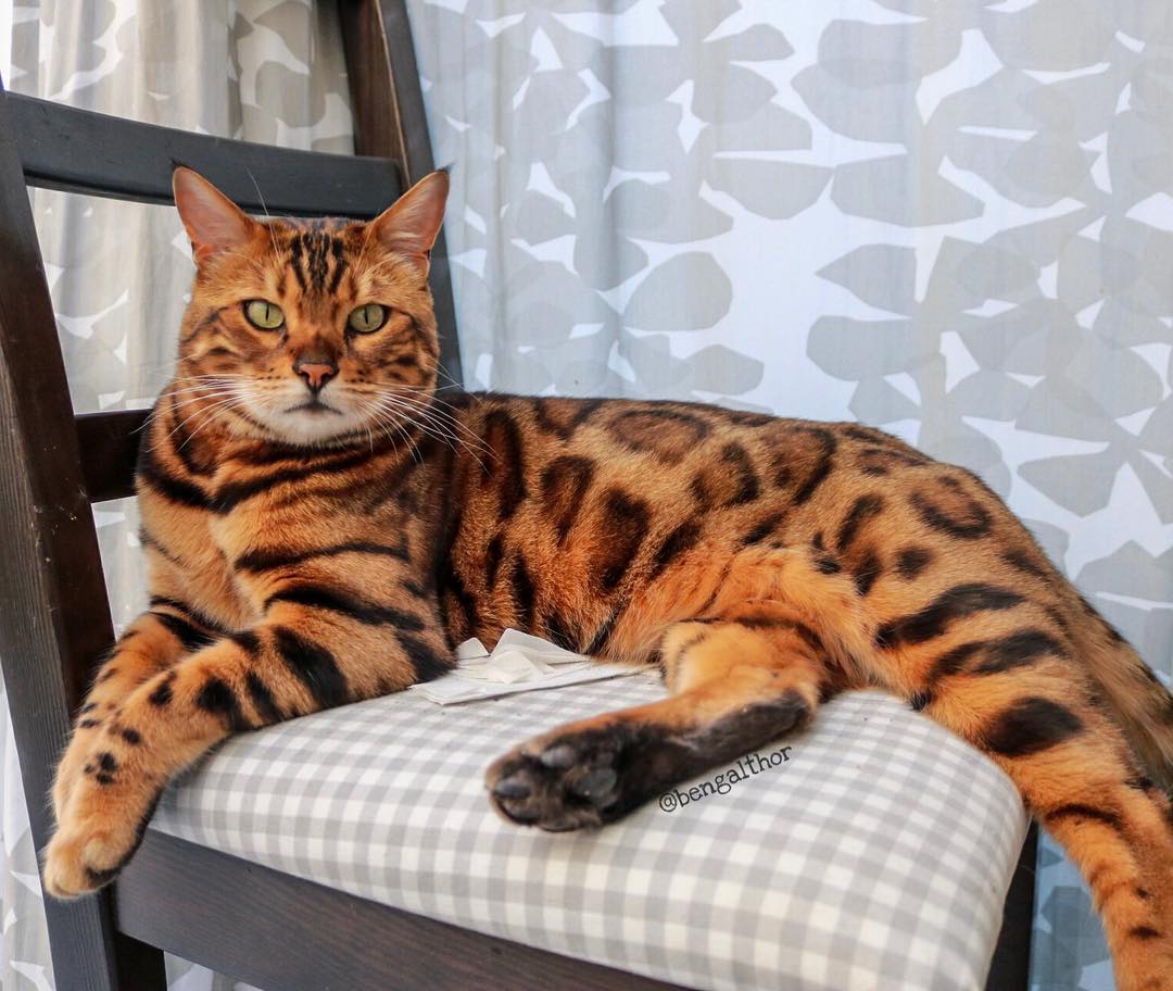 25 Bengal Cat Breed Pictures That Took The By Storm