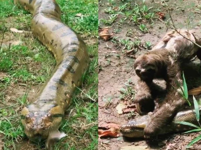 Perezoso aplasta a una anaconda y esto fue lo que sucedió 