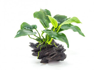Tanaman Aquascape Mudah Tumbuh Tanpa Inject CO2
