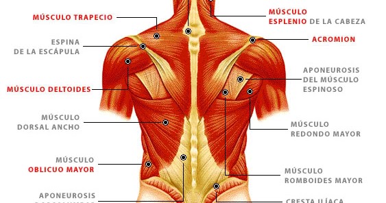 Nombre De Los Musculos De La Espalda anatomiaalmeriense.blogspot.com