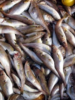 makintau620: Pengetahuan Dasar Berternak Ikan