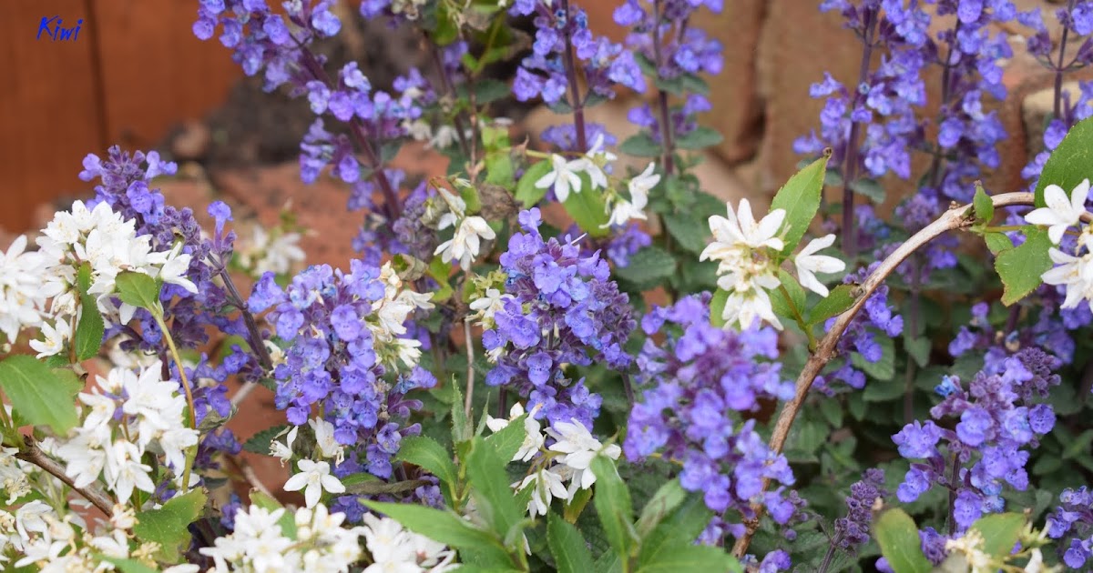 UK Gardening Nepeta Purrsian Blue