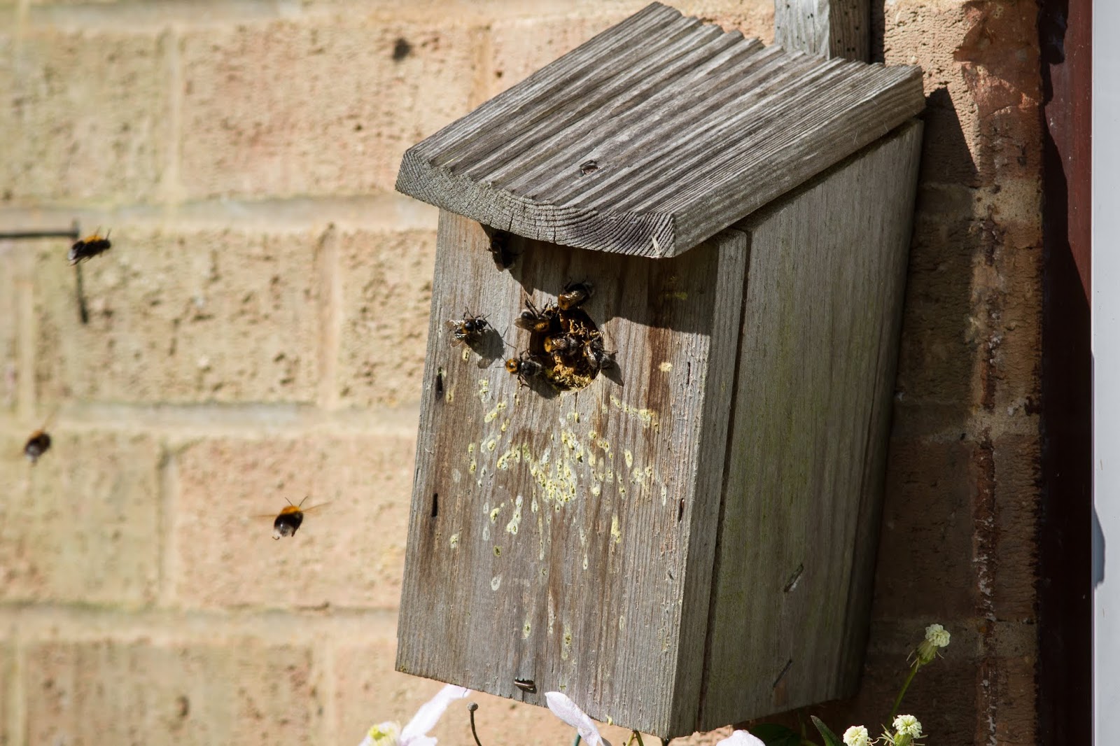 TrogTrogBlog A box of bees