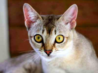 alt="gato singapur de hermosos ojos dorados"