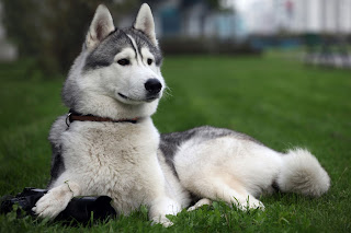 Siberian Husky Snow Dogs HD Wallpapers 