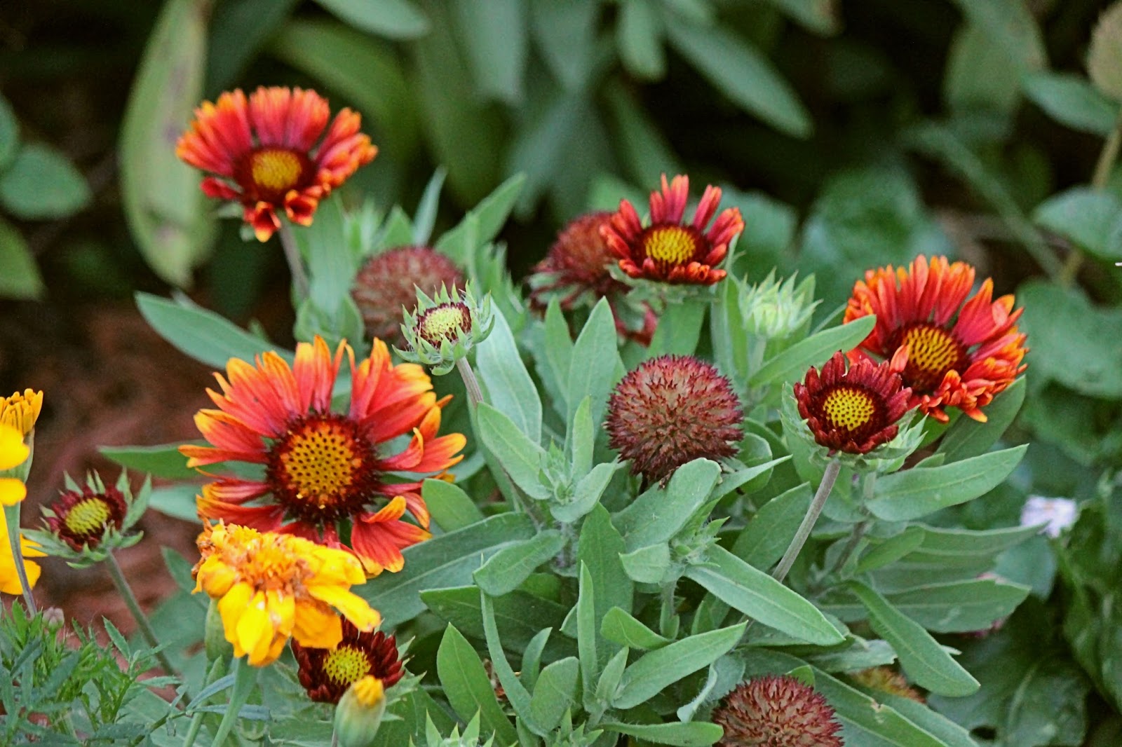 Blanket Flower