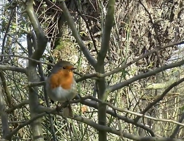 Vogels Van Curacao With Images Beautiful Birds Birds Animals