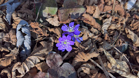 Hepatica nobilis [Ranunculaceae] – notable leaves and notable purple flowers
