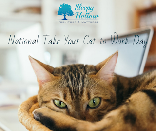 National Take Your Cat to Work Day HD Pictures, Wallpapers