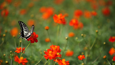 Black and white butterfly, spring, red flowers