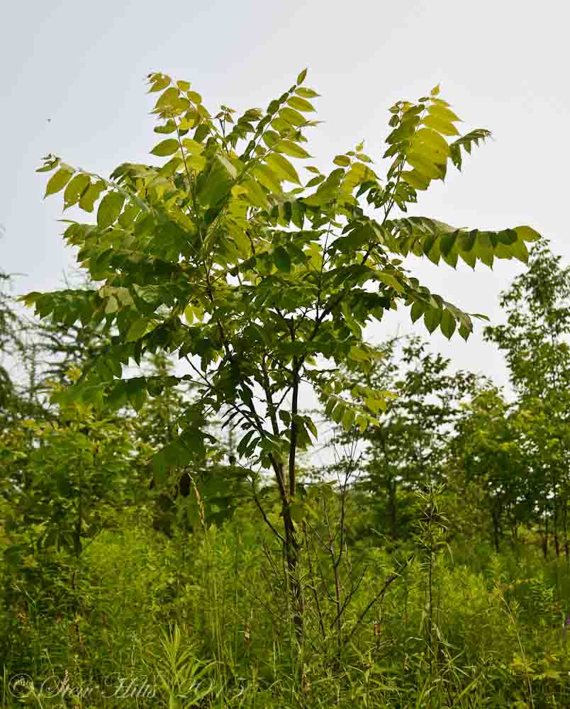 Brutus buckeye piss A mature butternut tree