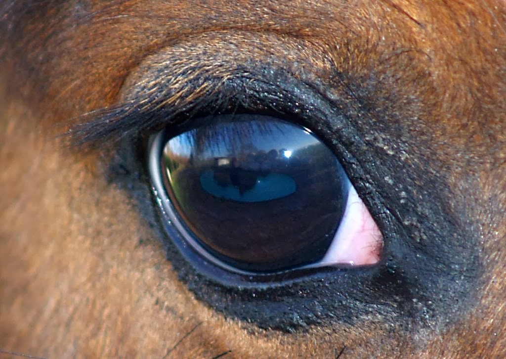 Глаза коровы картинки