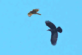Crow turns away from eagle, in flight