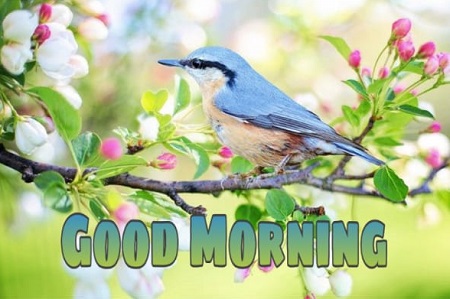 Good morning Images Good morning Images