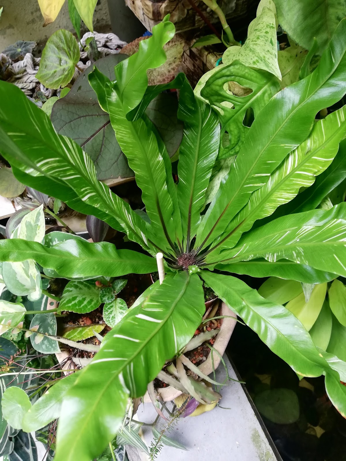 Garden Chronicles of James David How to Grow & Care Bird Nest Fern