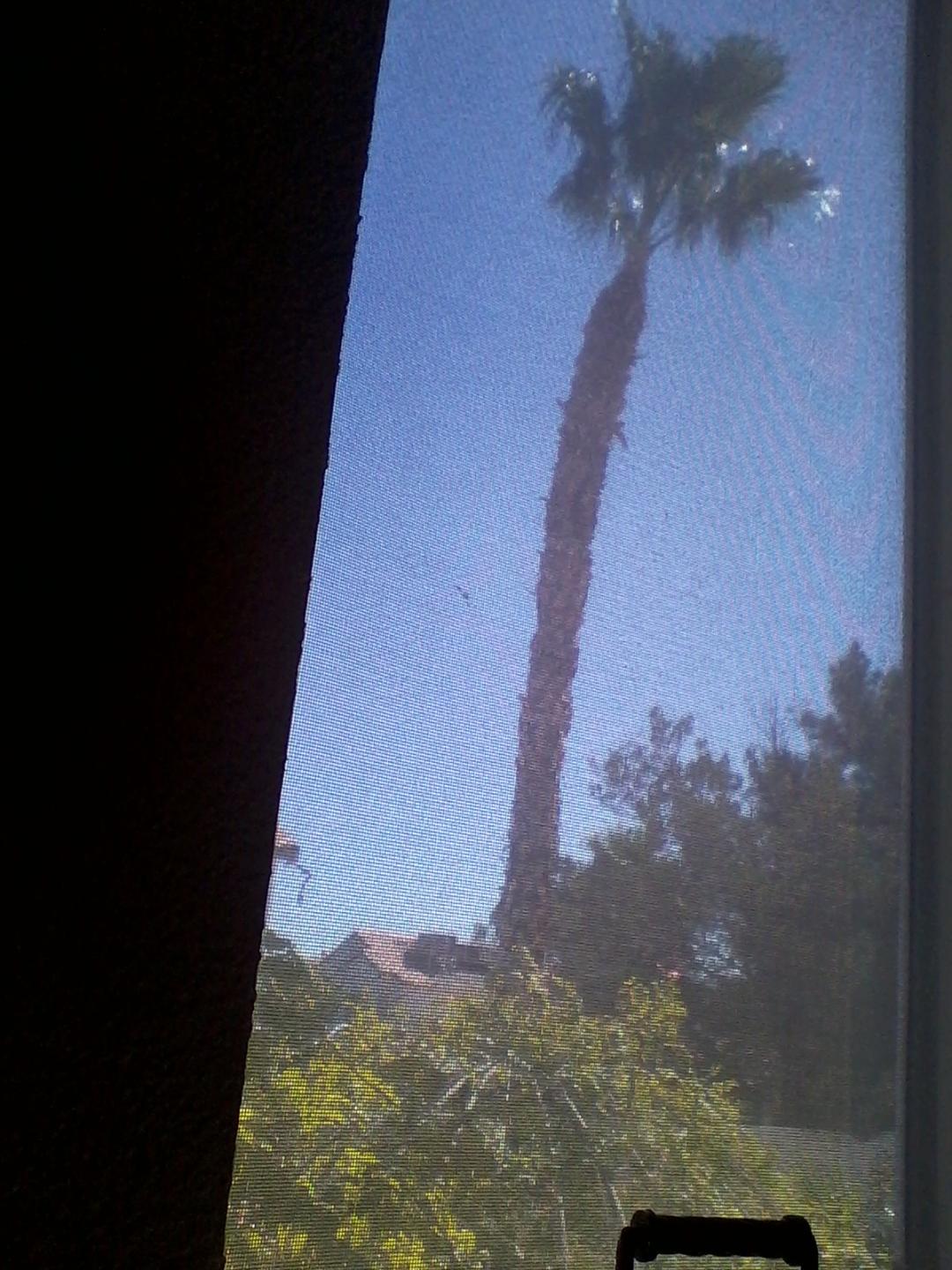 Xtremehorticulture of the Desert Will My Leaning Palm Fall?