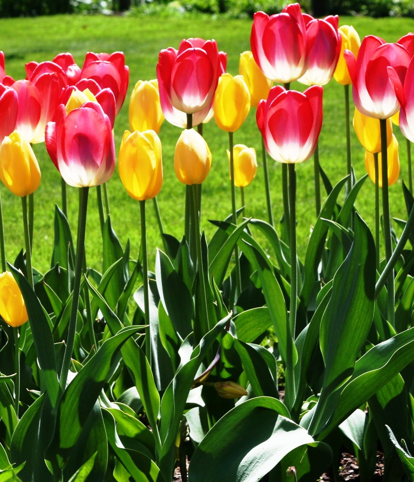 National Flower of Afghanistan