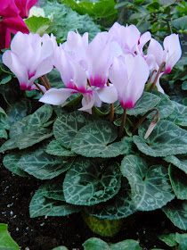 Light pink cyclamen persicum Allan Gardens Conservatory Christmas Flower Show 2014 by garden muses-not another Toronto gardening blog