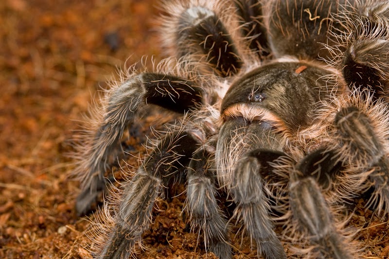 Tarantula for sale updated 6/23/2014 Please read carefully