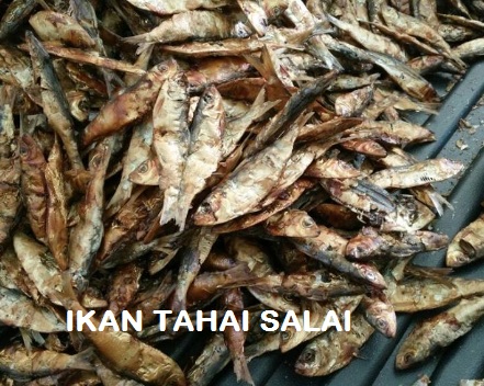 Anim Agro Technology Ikan Tahai Apa Hebatnya