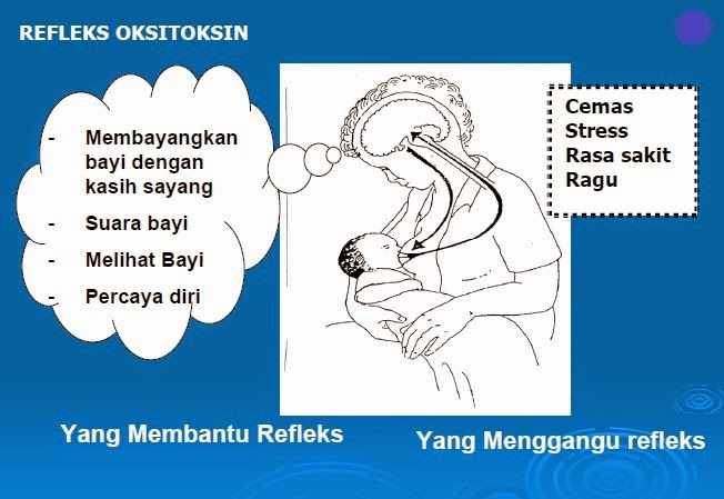 Hormon Yang Berpengaruh Selama Masa Kehamilan Hormon Yang Berpengaruh Selama Masa Kehamilan