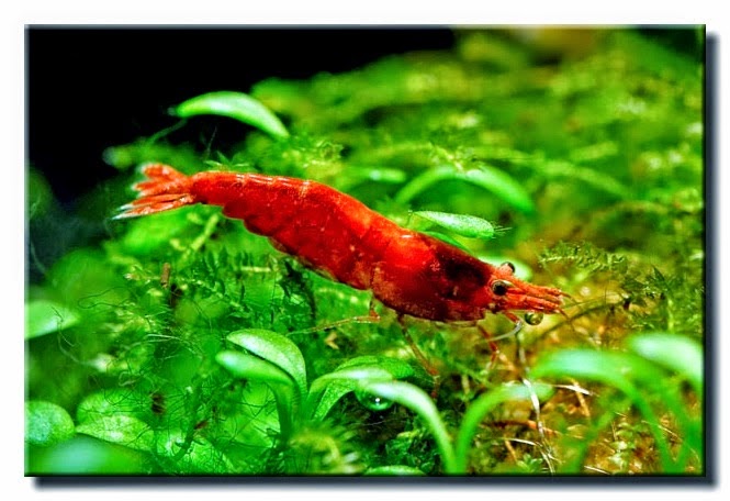 budidaya udang red cherry akuaponik