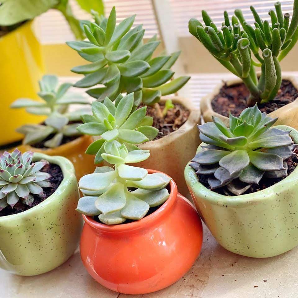 Succulents remove toxins and clean the air!