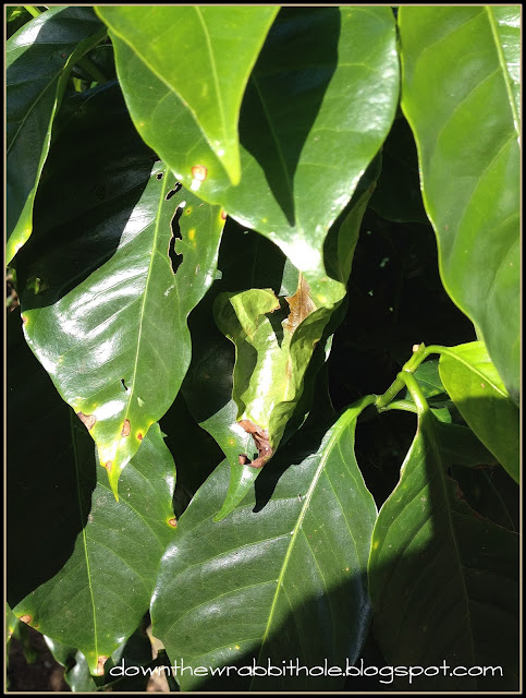 coffee tour Costa Rica