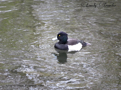 Tufted duck - Aythya fuligula, male