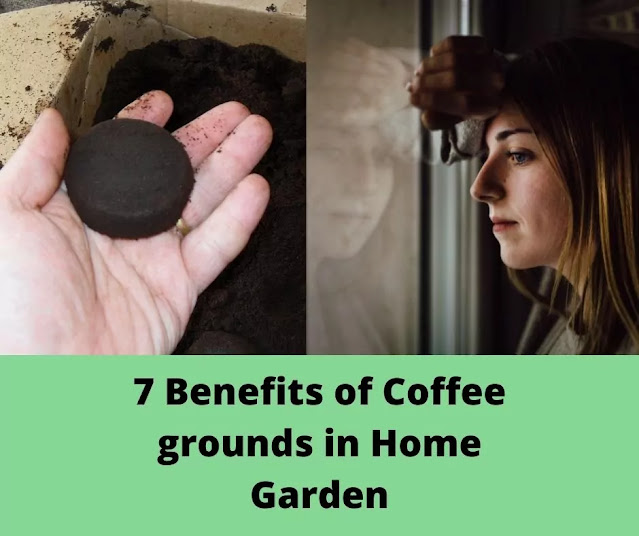 Coffee grounds in Home Garden