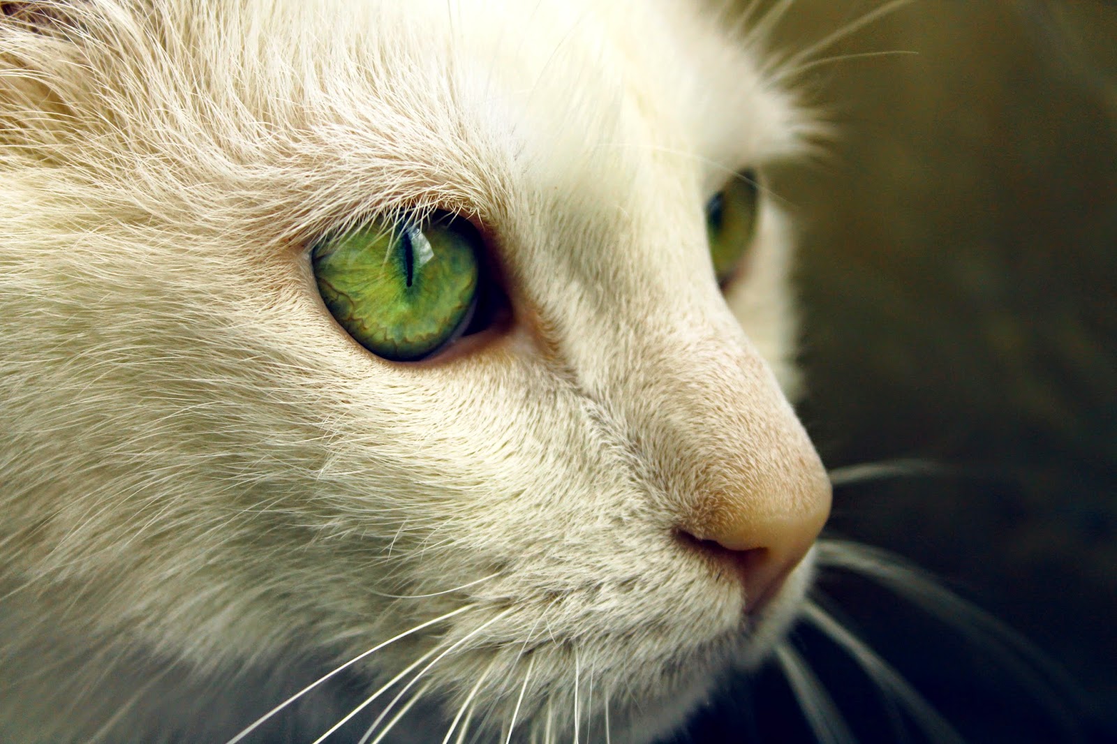 Photo chat blanc au yeux vert Photo de chat