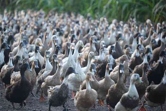News, Kerala, Alappuzha, Ambalapuzha, Bird, Bird Flu, Dies, Christmas, Market, Farmers, Nine thousand ducks died in Alappuzha; Suspected of causing bird flu.