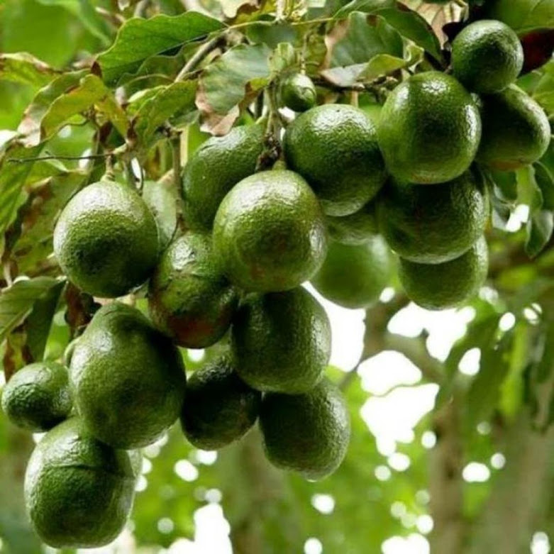 bibit tanaman buah alpukat miki depok Pematangsiantar
